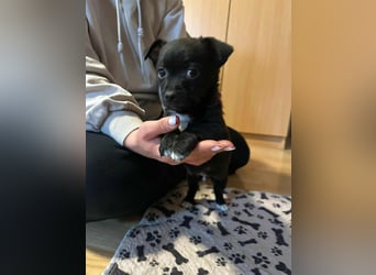 Odin, geboren 13.10.2025, 15cm sucht sein Körbchen