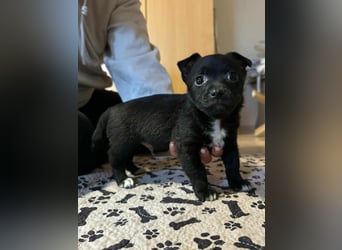 Odin, geboren 13.10.2025, 15cm sucht sein Körbchen