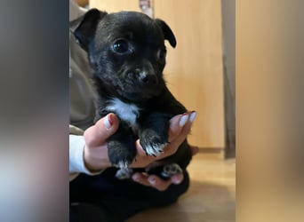 Odin, geboren 13.10.2025, 15cm sucht sein Körbchen