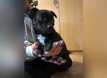 Odin, geboren 13.10.2025, 15cm sucht sein Körbchen