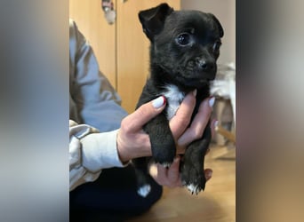 Odin, geboren 13.10.2025, 15cm sucht sein Körbchen