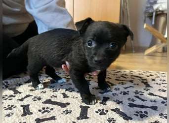 Odin, geboren 13.10.2025, 15cm sucht sein Körbchen