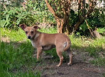 Pimpa, geboren 01.06.2025, 22cm sucht ihr Zuhause (Pflegestelle Deutschland)