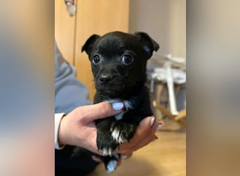 Odin, geboren 13.10.2025, 15cm sucht sein Körbchen