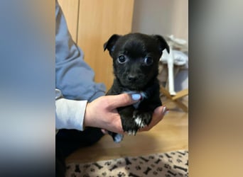 Odin, geboren 13.10.2025, 15cm sucht sein Körbchen