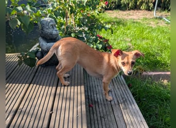 Pimpa, geboren 01.06.2025, 22cm sucht ihr Zuhause (Pflegestelle Deutschland)