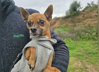 Piccolino: 2 Pfund voller Liebe