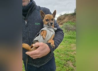 Piccolino: 2 Pfund voller Liebe