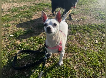 Mimma: vom Sofa ins Tierheim - und jetzt?