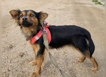 Pimpa: ein Sonnenschein auf 4 Pfoten