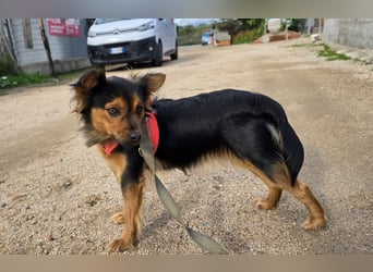 Pimpa: ein Sonnenschein auf 4 Pfoten