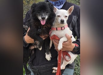 Mimmo und Mimma: zwei Micro-Schätze