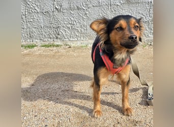 Pimpa: ein Sonnenschein auf 4 Pfoten