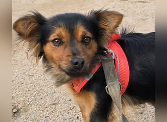 Pimpa: ein Sonnenschein auf 4 Pfoten