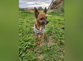 Piccolino: 2 Pfund voller Liebe