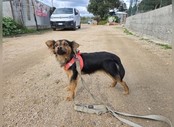 Pimpa: ein Sonnenschein auf 4 Pfoten