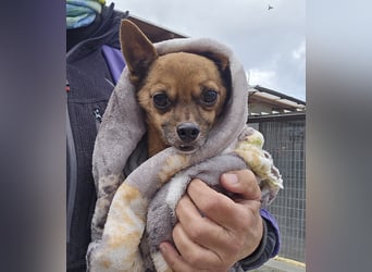 Piccolino: 2 Pfund voller Liebe