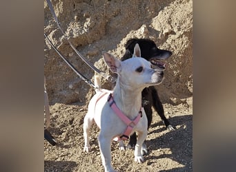 Mimma: vom Sofa ins Tierheim - und jetzt?