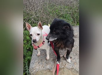 Mimmo und Mimma: zwei Zwerge auf dem Abstellgleis