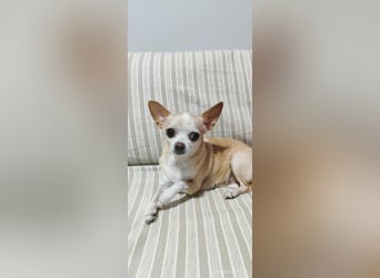 Chihuahua Dame Mila hofft auf ihr Glück