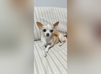 Chihuahua Dame Mila hofft auf ihr Glück