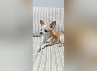 Chihuahua Dame Mila hofft auf ihr Glück
