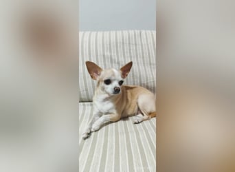 Chihuahua Dame Mila hofft auf ihr Glück