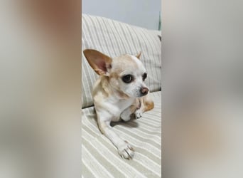 Chihuahua Dame Mila hofft auf ihr Glück