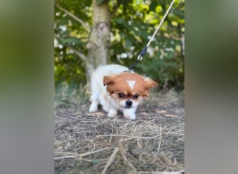 Chip Nr. 24962970 - der kleine Mann ist anhänglich und freundlich und sucht ein ruhiges Zuhause