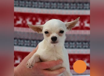 FLOCKE - ich wünsche mir eine Familie, in der ich geliebt und geschätzt werde...