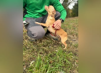ELODIE - ich möchte so gerne ein Teil DEINER Familie sein!