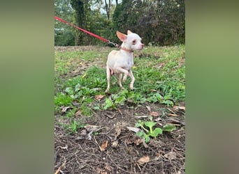 DAYSI - ich möchte endlich ein geliebtes Familienmitglied sein! DAYSI - ich möchte endlich ein geliebtes Familienmitglied sein!