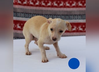 Welpe Chip-Nr. 437695 - der kleine Mann freut sich auf ein Leben als Familienhund!