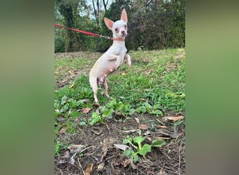 DAYSI - ich möchte endlich ein geliebtes Familienmitglied sein! DAYSI - ich möchte endlich ein geliebtes Familienmitglied sein!