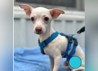 BEBE - ich freue mich auf meine Menschen und gespannt, was mich erwartet...