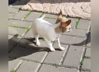 Welpe IGI - wer schenkt dem kleinen Mann ein liebevolles Für-Immer Zuhause?