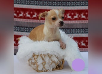 Welpe Chip-Nr. 438108 - ich freue mich auf ein tolles Leben in meinem Für-Immer Zuhause