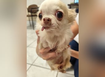 TIFFY - die liebe und freundliche kleine Maus sucht ein ruhiges, liebevolles Zuhause