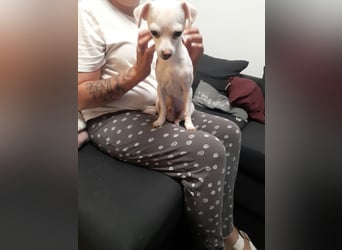 SMOOTHIE - Der Chihuahua ist bereist in Deutschland. Er sucht ein ruhiges Umfeld