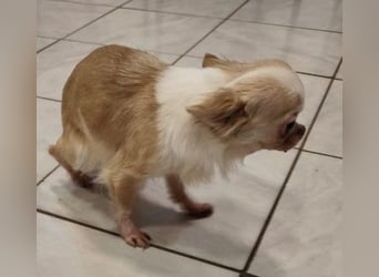 TIFFY - die liebe und freundliche kleine Maus sucht ein ruhiges, liebevolles Zuhause