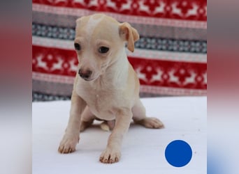 Welpe Chip-Nr. 437695 - der kleine Mann freut sich auf ein Leben als Familienhund!