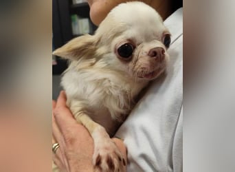 TIFFY - die liebe und freundliche kleine Maus sucht ein ruhiges, liebevolles Zuhause