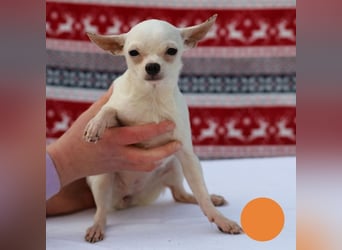 FLOCKE - ich wünsche mir eine Familie, in der ich geliebt und geschätzt werde...