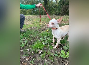 DAYSI - ich möchte endlich ein geliebtes Familienmitglied sein! DAYSI - ich möchte endlich ein geliebtes Familienmitglied sein!