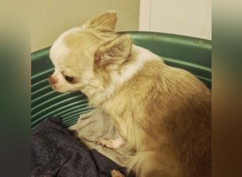 TIFFY - die liebe und freundliche kleine Maus sucht ein ruhiges, liebevolles Zuhause