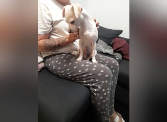 SMOOTHIE - Der Chihuahua ist bereist in Deutschland. Er sucht ein ruhiges Umfeld