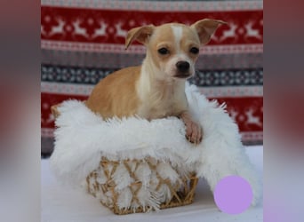 Welpe Chip-Nr. 438108 - ich freue mich auf ein tolles Leben in meinem Für-Immer Zuhause