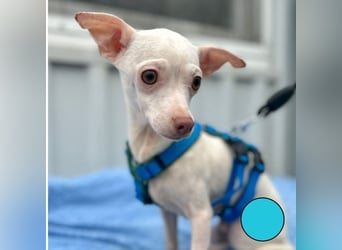 BEBE - ich freue mich auf meine Menschen und gespannt, was mich erwartet...