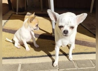 NINON - wer schenkt der kleinen Maus sein Herz und ein liebevolles Zuhause?