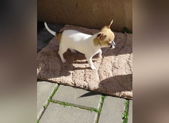 Welpe IGI - wer schenkt dem kleinen Mann ein liebevolles Für-Immer Zuhause?